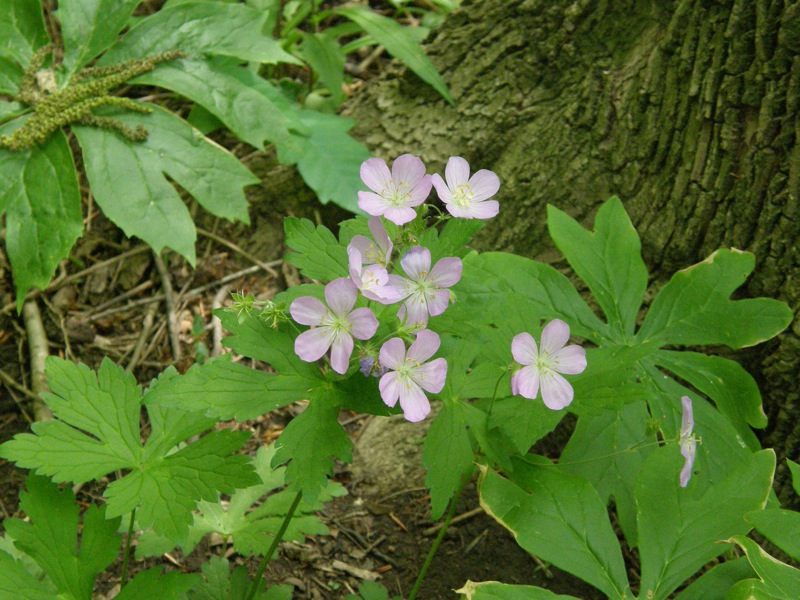 Wild Geranium