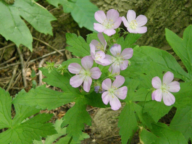 Wild Geranium