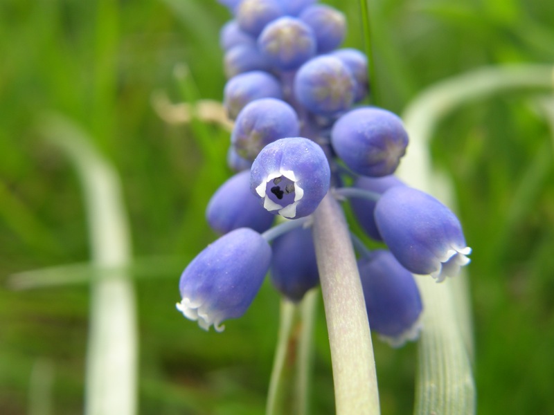 Grape Hyacinth
