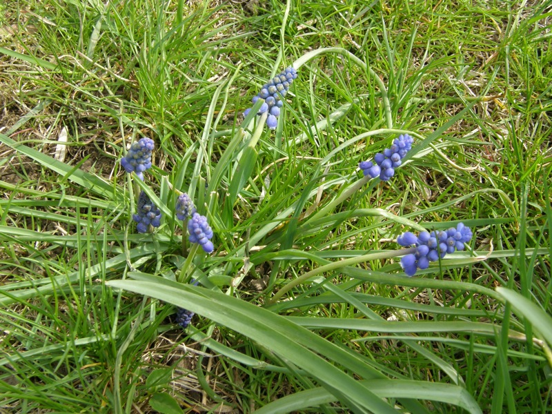 Grape Hyacinth