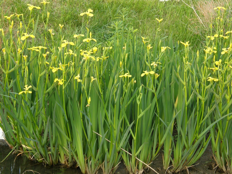 Yellow Flag