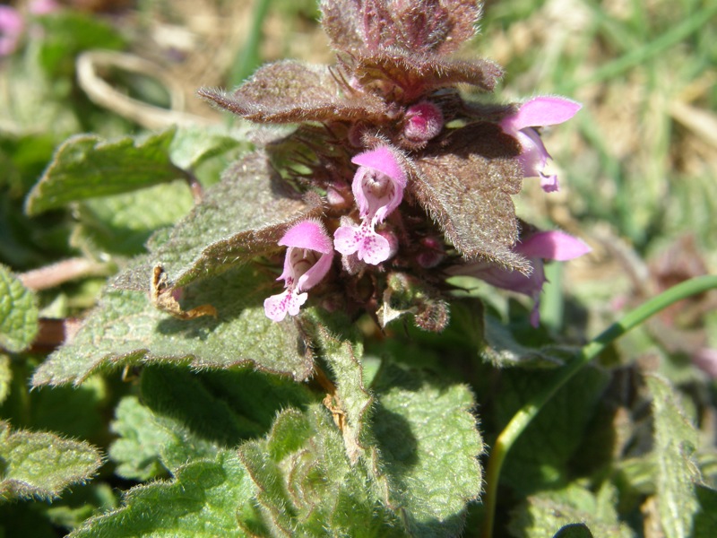 Red Deadnettle