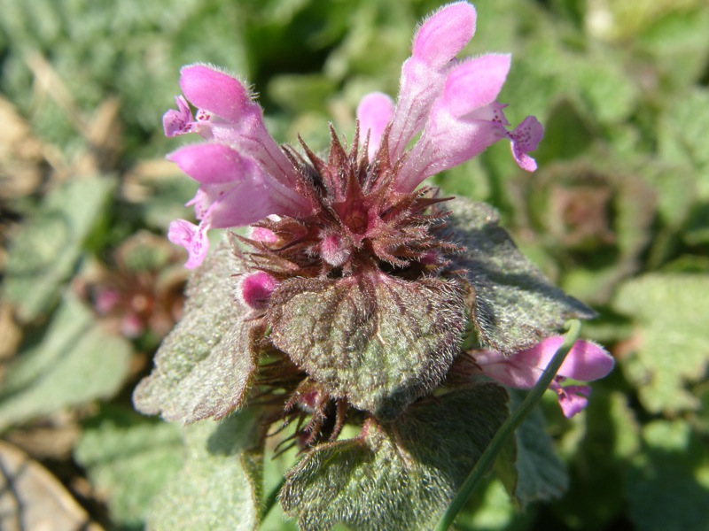 Red Deadnettle