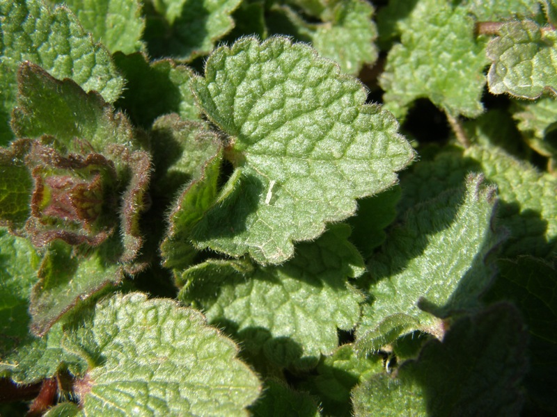 Red Deadnettle