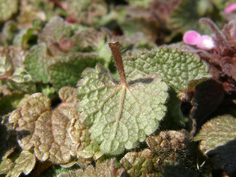 Red Deadnettle
