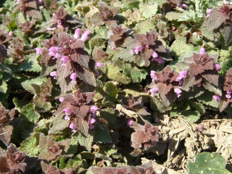 Red Deadnettle