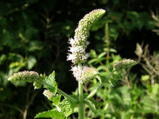 Apple Mint ?