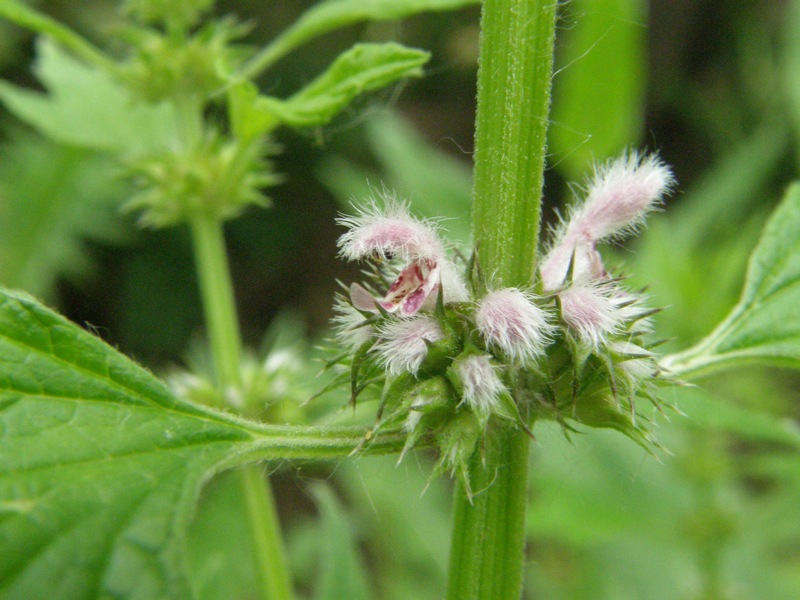 Common Motherwort