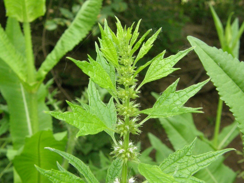 Common Motherwort