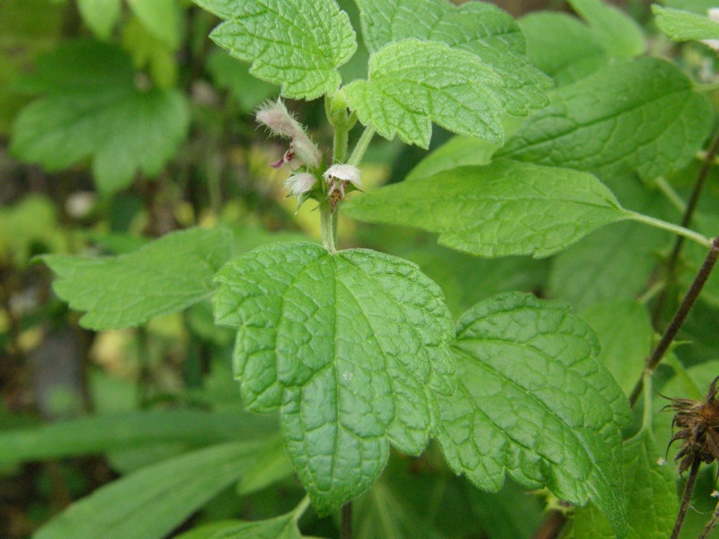 Common Motherwort