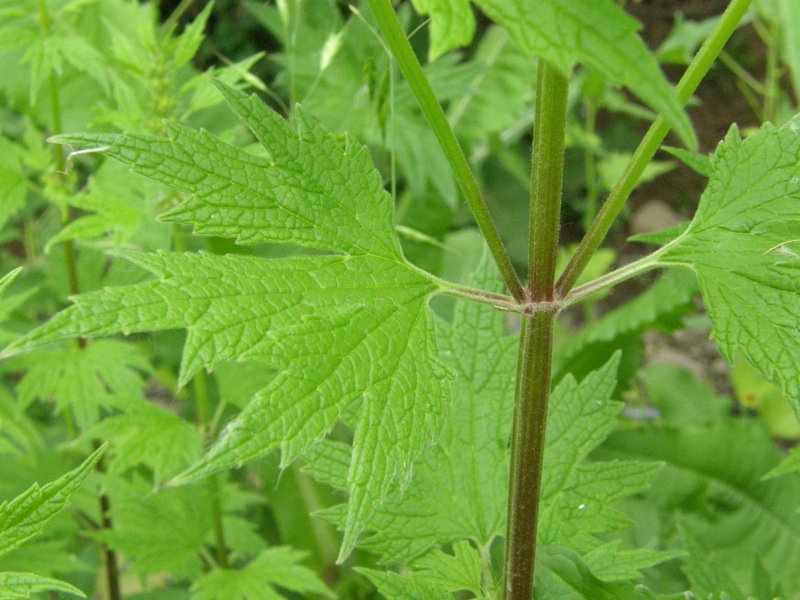 Common Motherwort