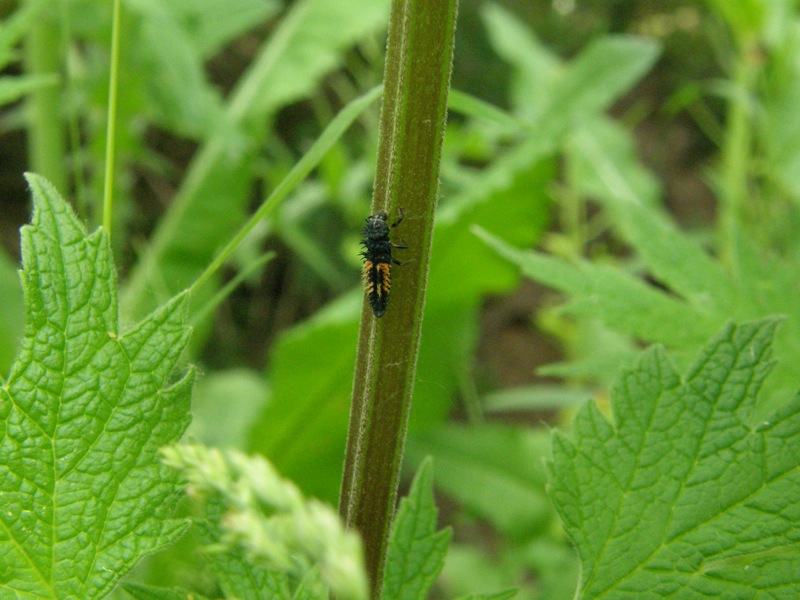Common Motherwort