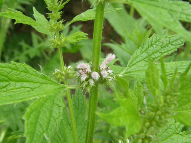 Common Motherwort