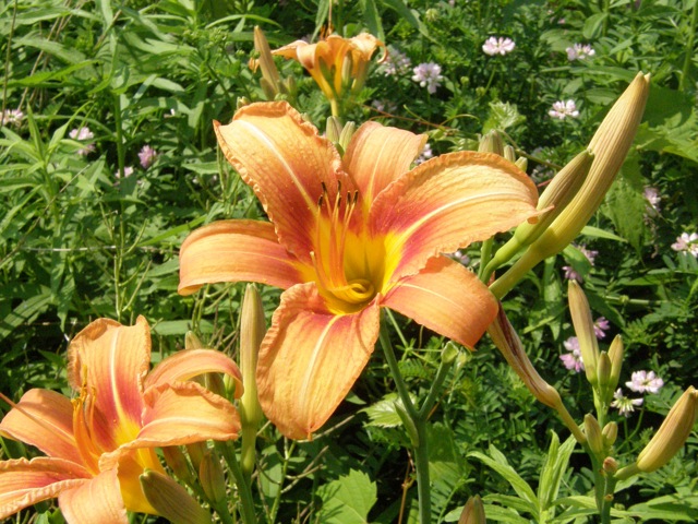 Day-lily