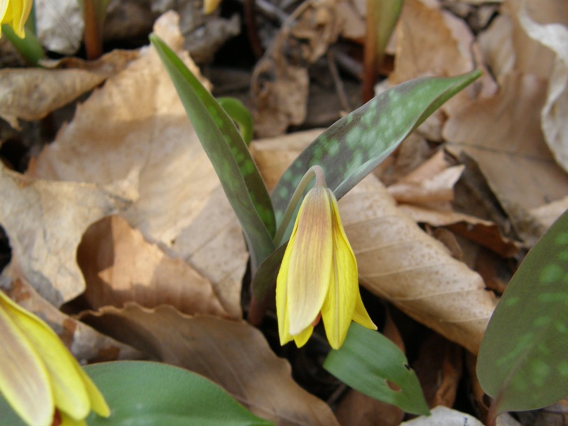Trout Lily