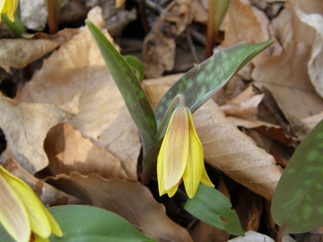Trout Lily
