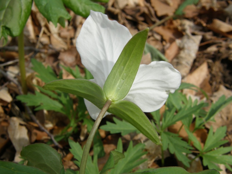 White Trillium