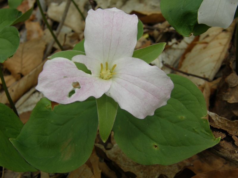 White Trillium
