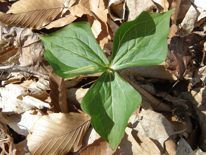 White Trillium