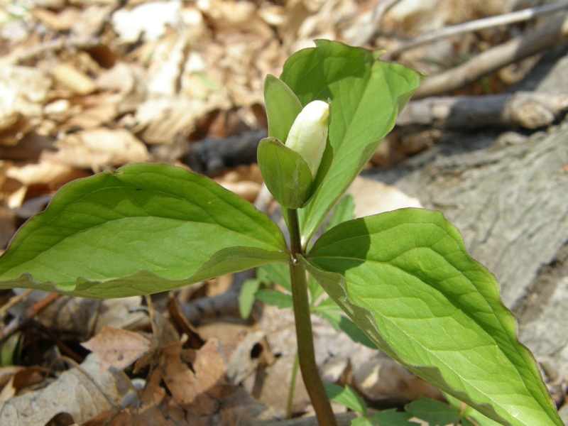 White Trillium