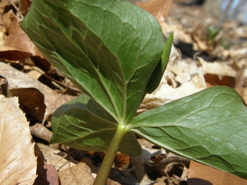 White Trillium