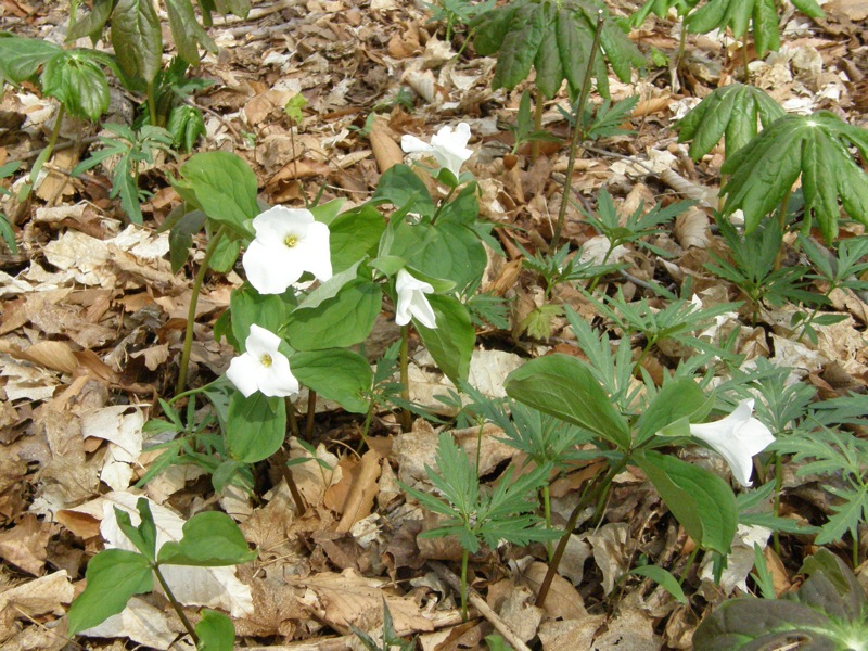 White Trillium