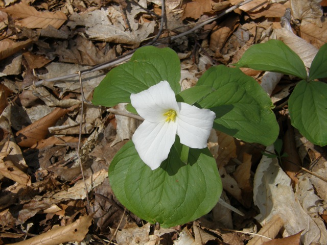 White Trillium