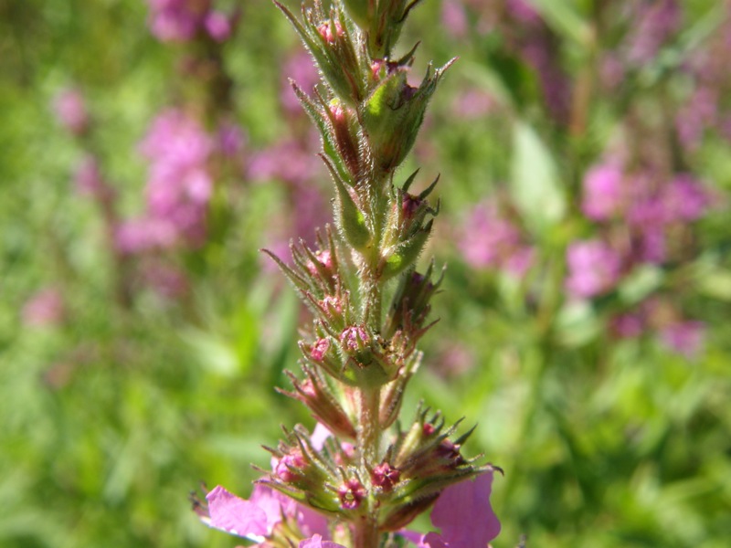 Purple Loosestrife