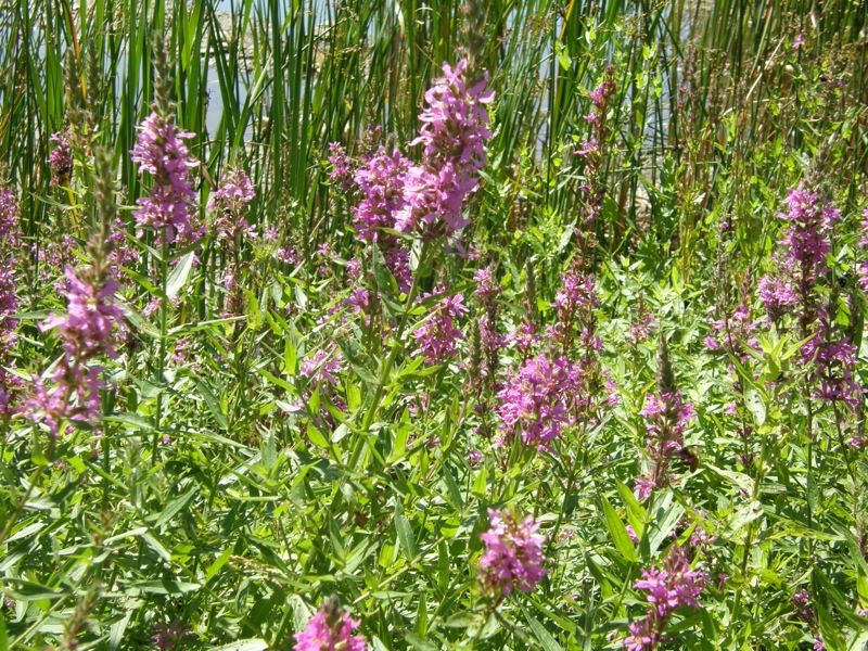 Purple Loosestrife