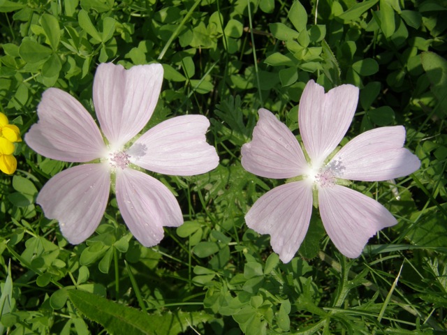 Musk Mallow