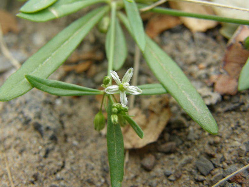 Carpetweed