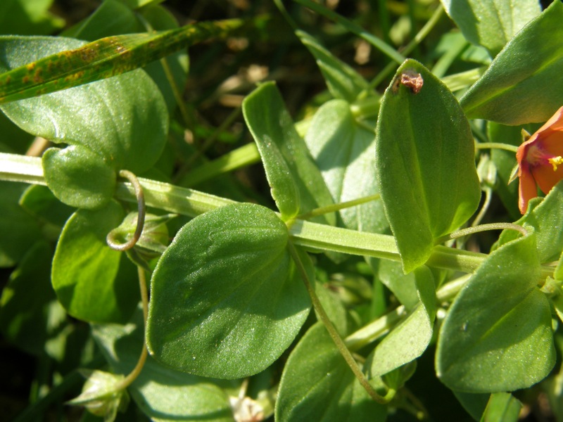 Scarlet Pimpernel