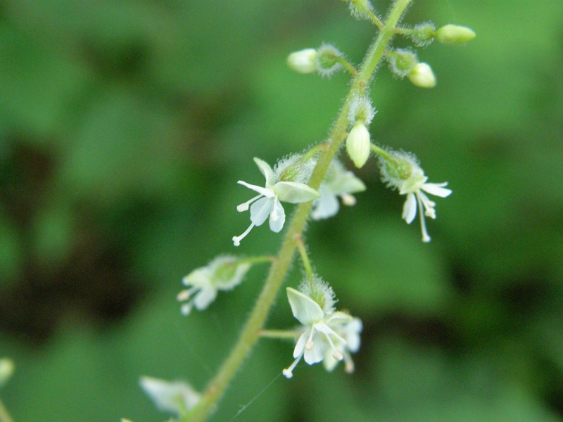 Enchanter's Nightshade