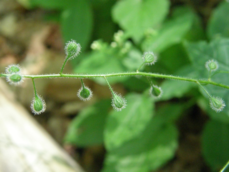 Enchanter's Nightshade