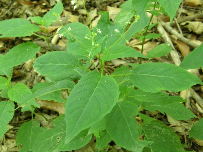 Enchanter's Nightshade