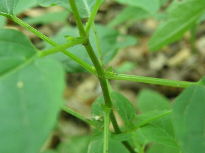 Enchanter's Nightshade
