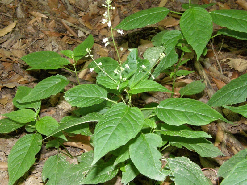 Enchanter's Nightshade