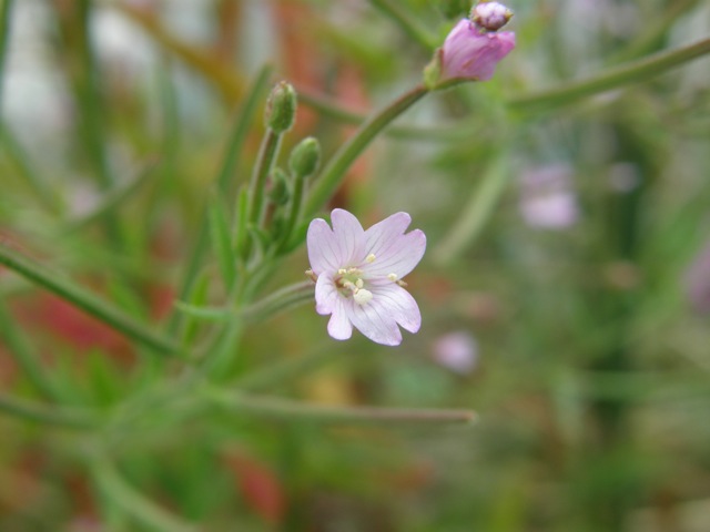 American Willow-herb