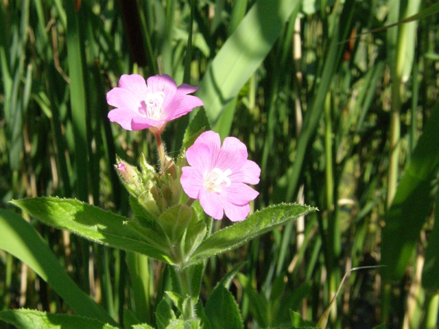 Hairy Willow-herb
