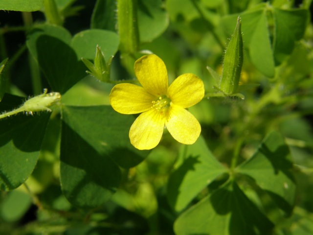 Yellow Wood Sorrel