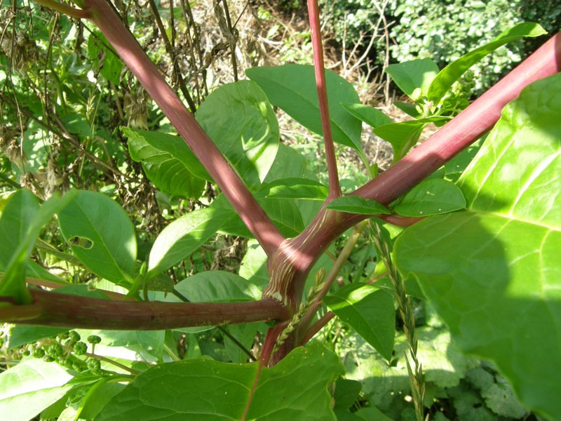 Pokeweed