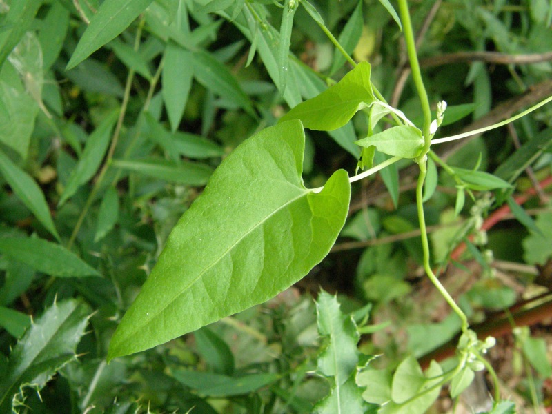 Black Bindweed