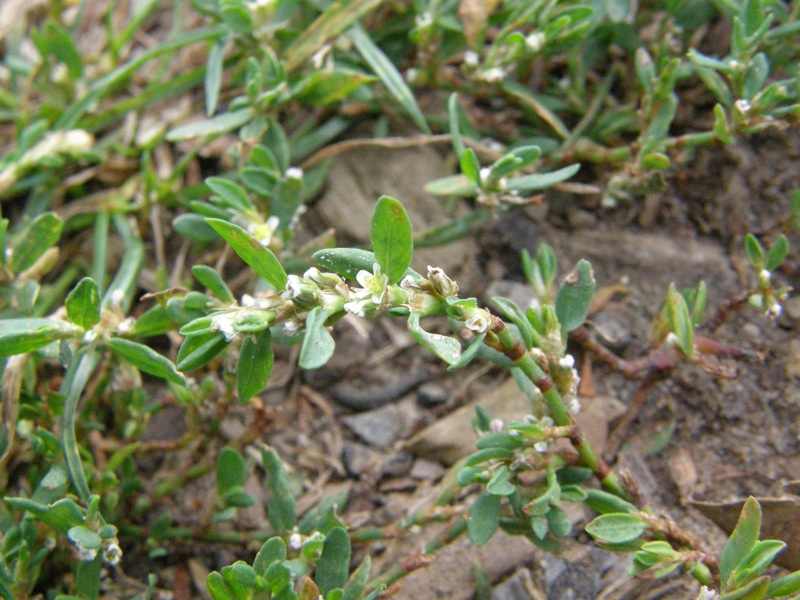 Common Knotweed