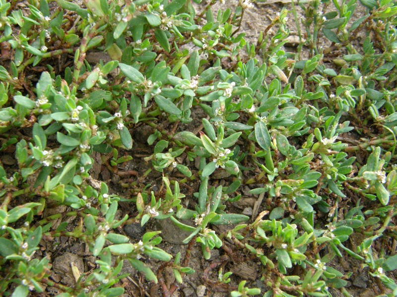 Common Knotweed