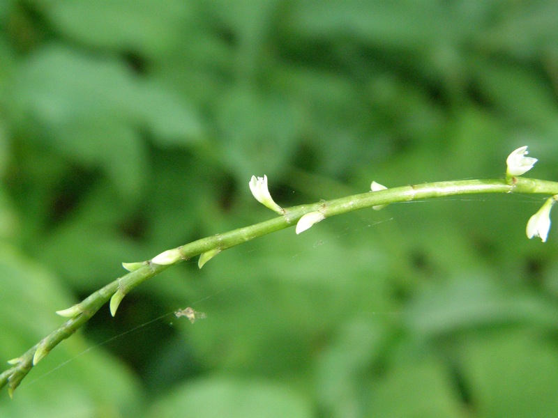 Virginia Knotweed