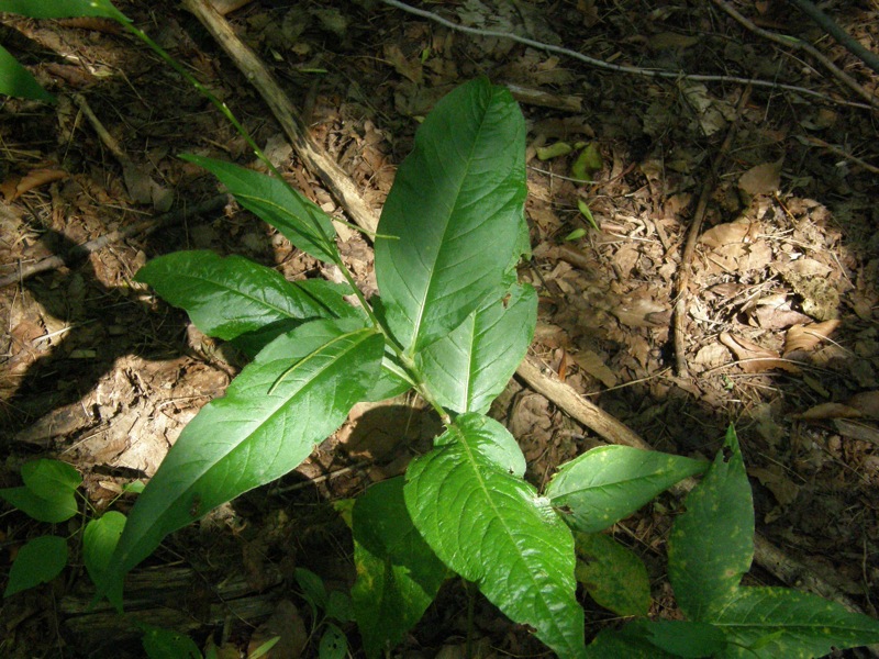 Virginia Knotweed