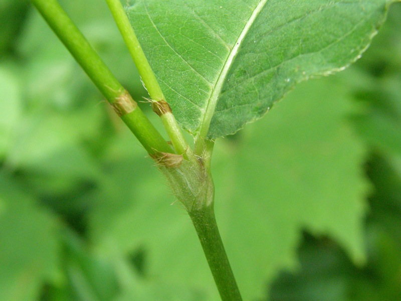 Virginia Knotweed