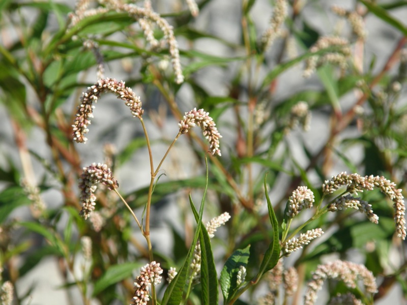 Pale Smartweed