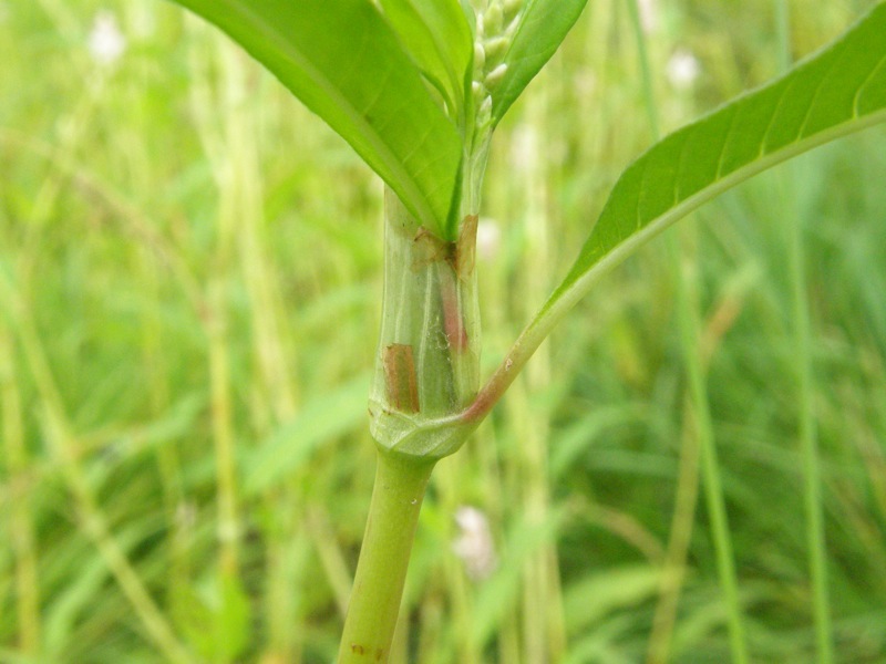 Pennsylvania Smartweed