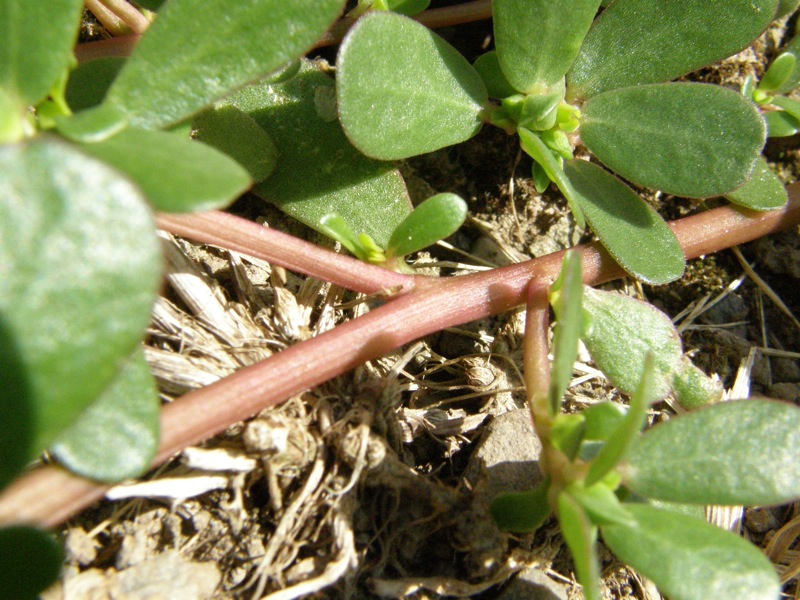 Common Purslane